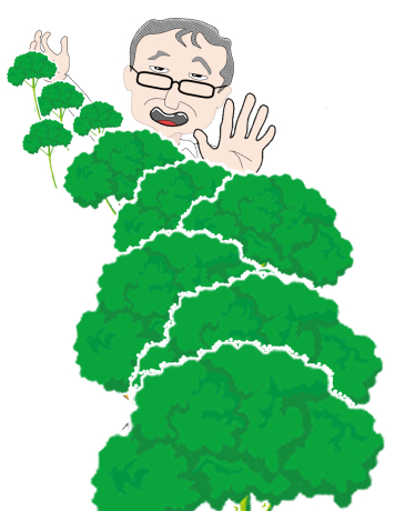 定期的に送られて来るパセリに困る